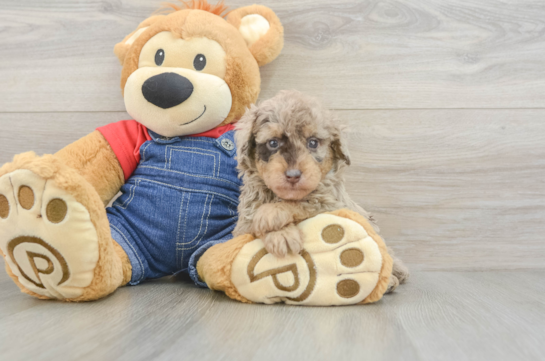 Best Poodle Baby