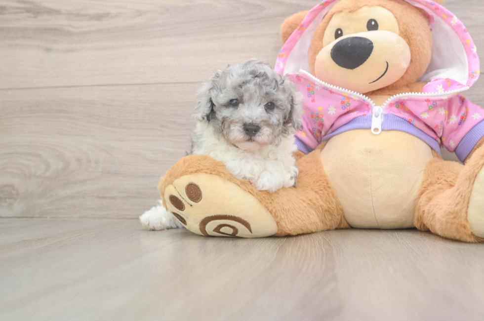 5 week old Poodle Puppy For Sale - Windy City Pups