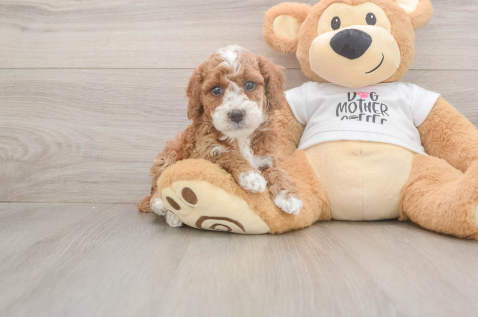 5 week old Poodle Puppy For Sale - Windy City Pups