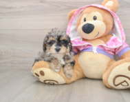 7 week old Poodle Puppy For Sale - Windy City Pups