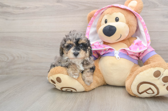 Friendly Poodle Purebred Pup