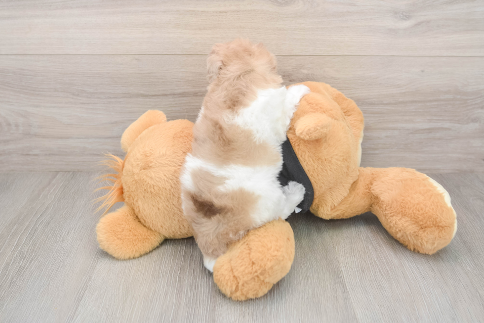 Fluffy Toy Poodle Purebred Puppy