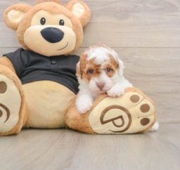 5 week old Poodle Puppy For Sale - Windy City Pups