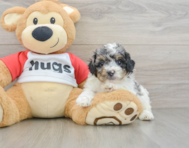 6 week old Poodle Puppy For Sale - Windy City Pups