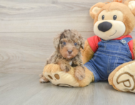9 week old Poodle Puppy For Sale - Windy City Pups