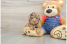 Happy Pooodle Purebred Puppy