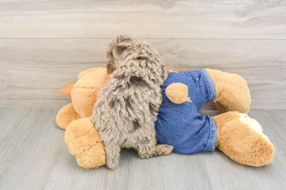 Poodle Pup Being Cute