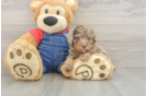Little Poodle Baby
