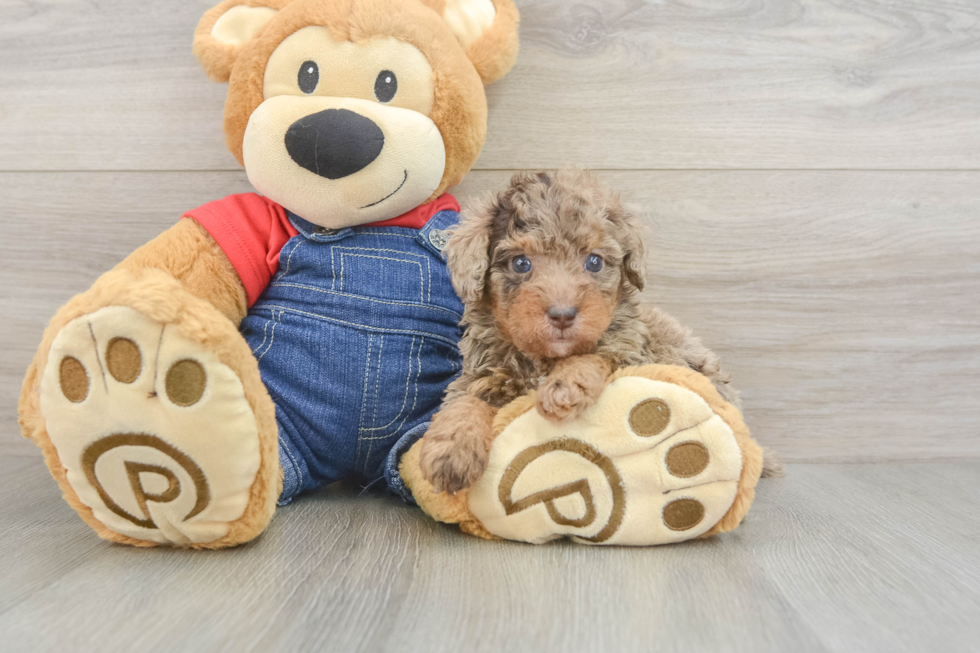 Little Poodle Baby