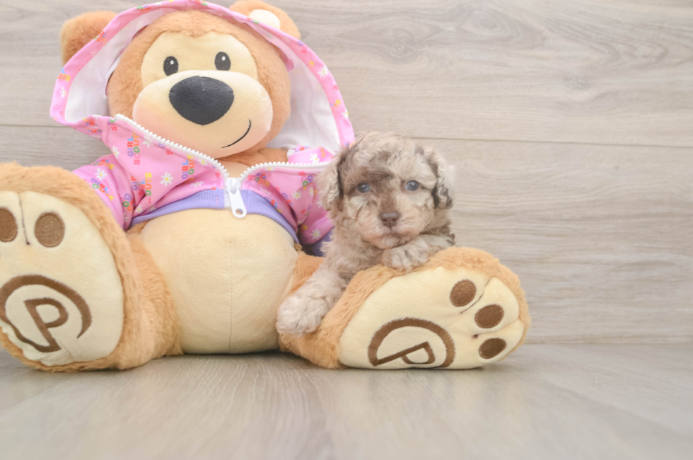 5 week old Poodle Puppy For Sale - Windy City Pups