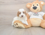 6 week old Poodle Puppy For Sale - Windy City Pups