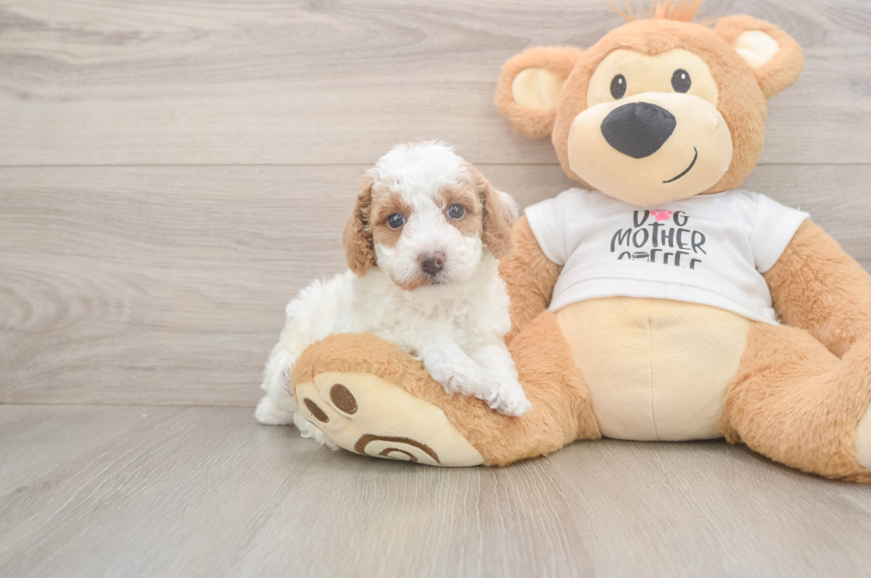 5 week old Poodle Puppy For Sale - Windy City Pups