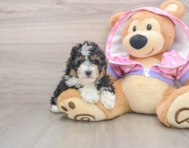6 week old Poodle Puppy For Sale - Windy City Pups