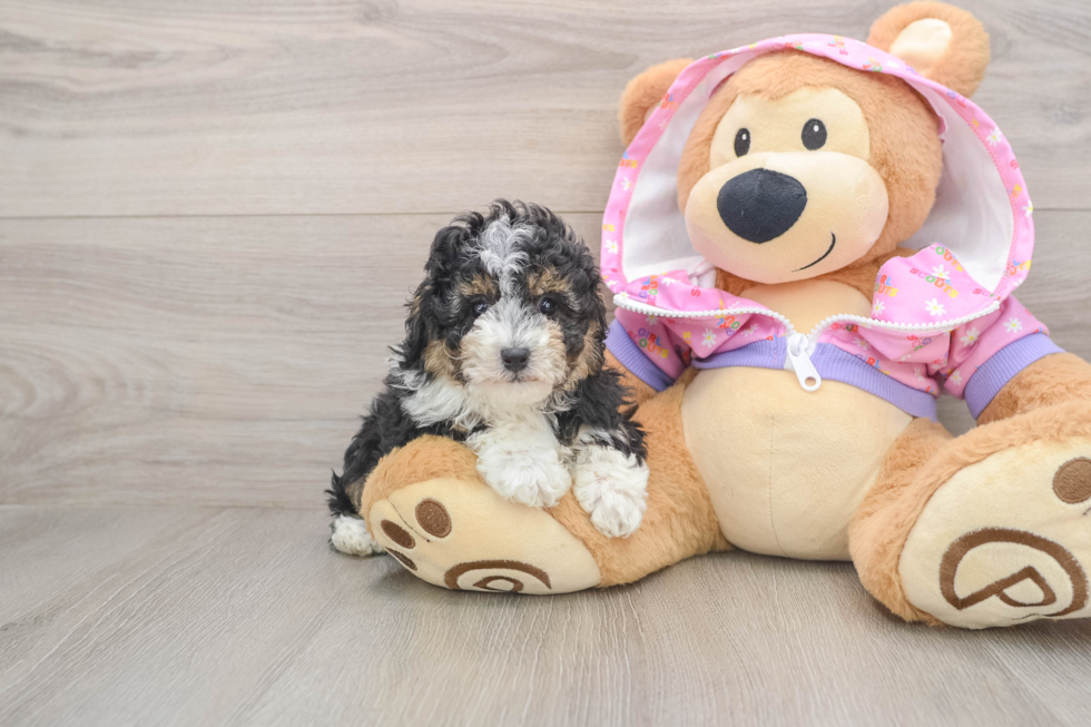 Hypoallergenic Poodle Baby