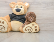 8 week old Poodle Puppy For Sale - Windy City Pups