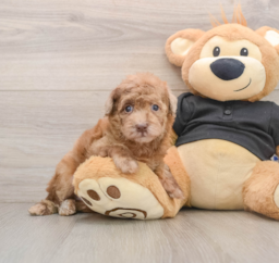 6 week old Poodle Puppy For Sale - Windy City Pups