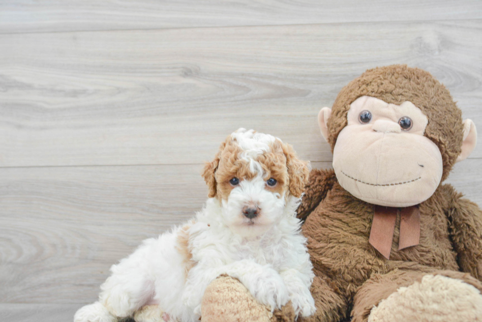 Friendly Poodle Purebred Pup