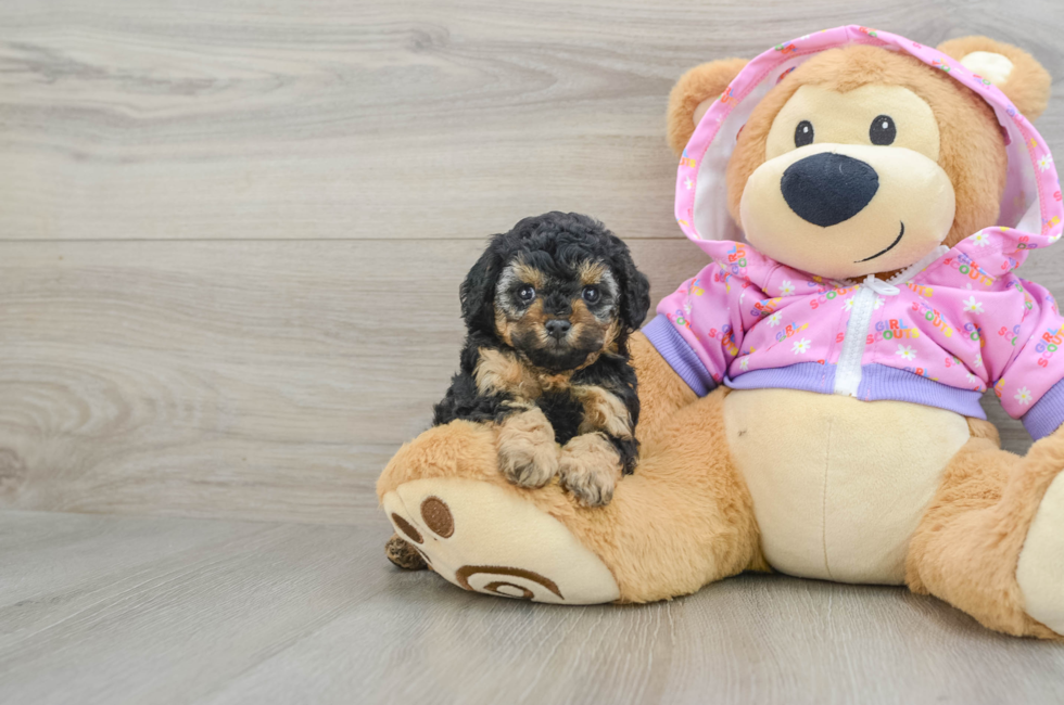 5 week old Poodle Puppy For Sale - Windy City Pups