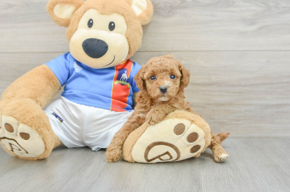 5 week old Poodle Puppy For Sale - Windy City Pups