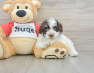 7 week old Poodle Puppy For Sale - Windy City Pups