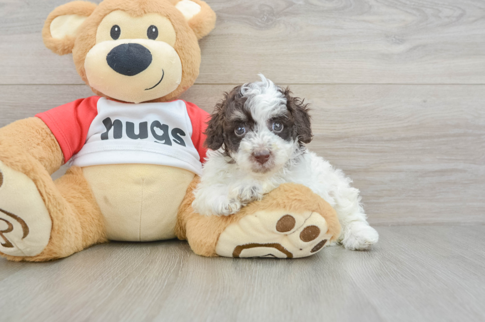 6 week old Poodle Puppy For Sale - Windy City Pups