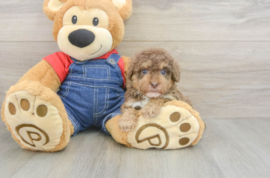 Sweet Pudel Purebred Puppy