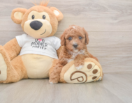 7 week old Poodle Puppy For Sale - Windy City Pups