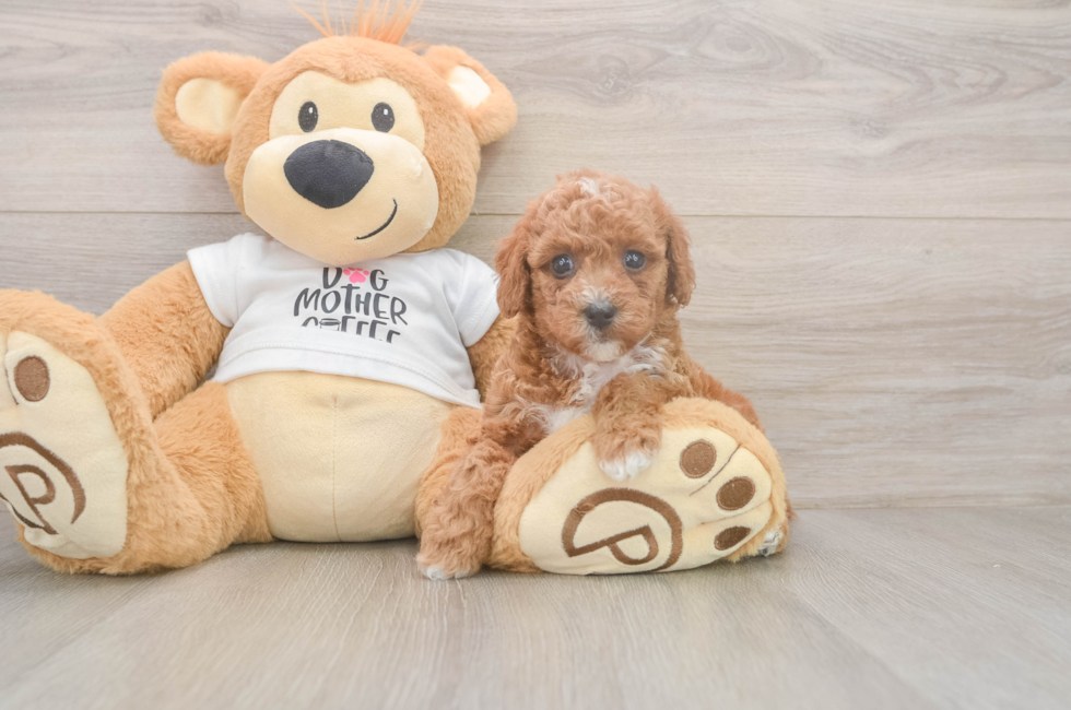 5 week old Poodle Puppy For Sale - Windy City Pups