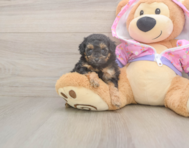 7 week old Poodle Puppy For Sale - Windy City Pups