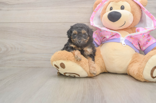 5 week old Poodle Puppy For Sale - Windy City Pups Petite Pudle Purebred Puppy