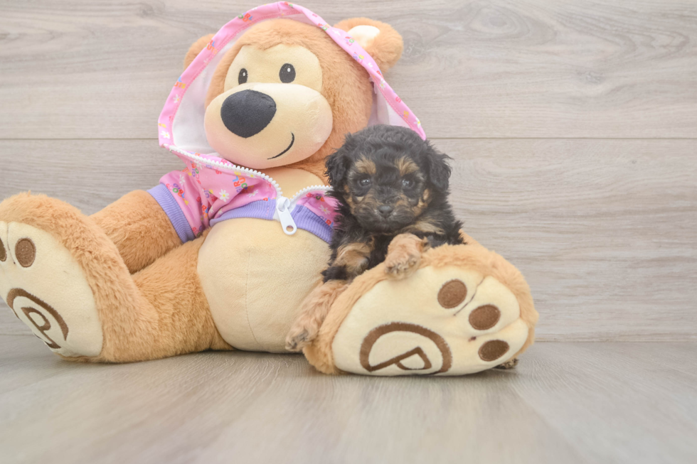 Funny Poodle Purebred Pup