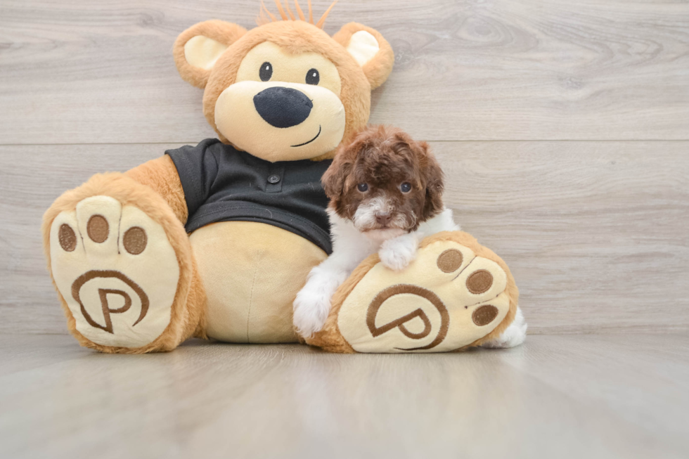 Poodle Pup Being Cute