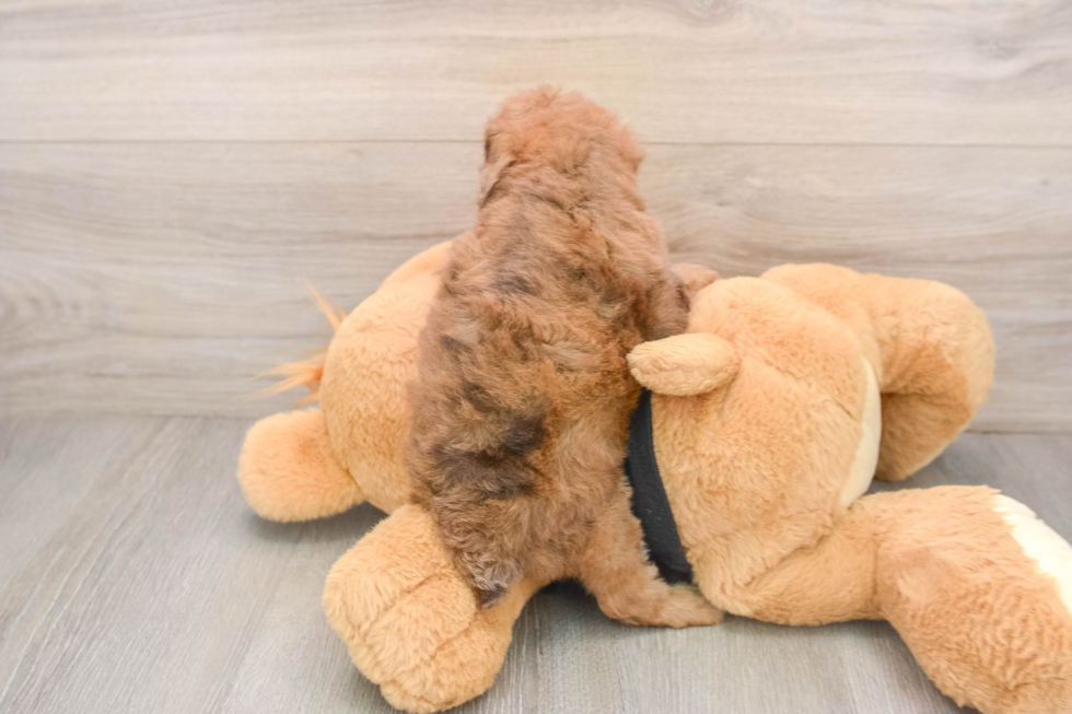 Adorable Pudel Purebred Puppy