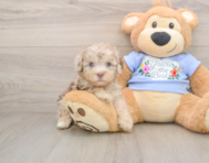 8 week old Poodle Puppy For Sale - Windy City Pups