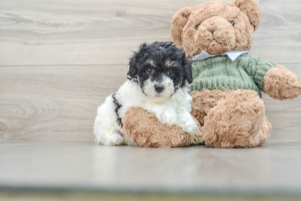 Little Poodle Purebred Pup