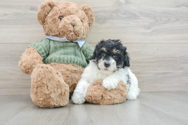 Poodle Pup Being Cute