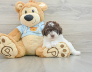 8 week old Poodle Puppy For Sale - Windy City Pups