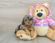 7 week old Poodle Puppy For Sale - Windy City Pups