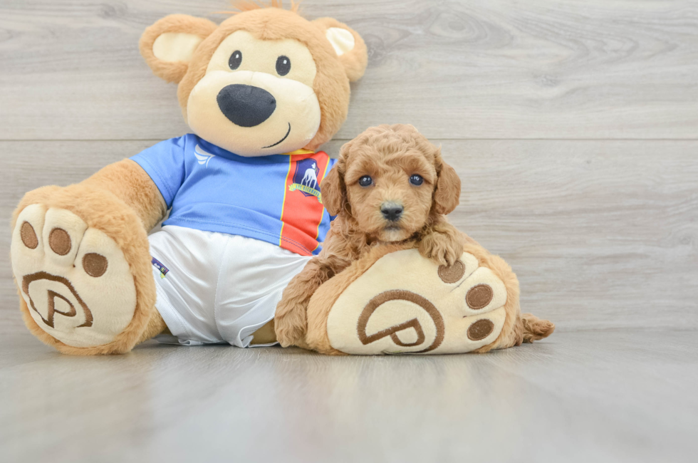 5 week old Poodle Puppy For Sale - Windy City Pups