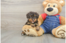 Poodle Puppy for Adoption