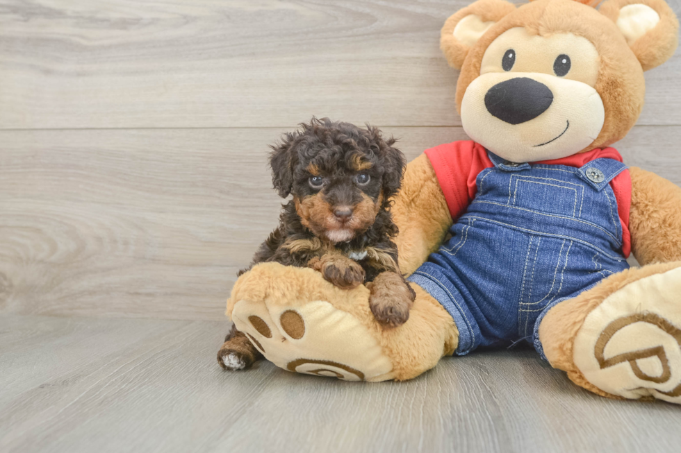 Poodle Puppy for Adoption