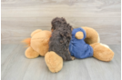Poodle Puppy for Adoption