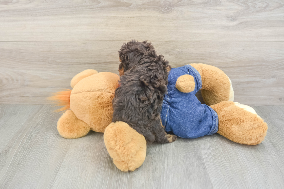 Poodle Puppy for Adoption