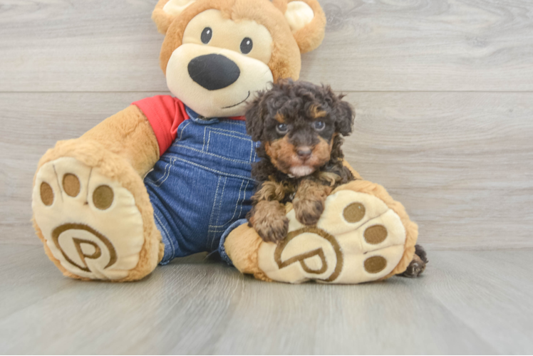 Hypoallergenic Poodle Baby