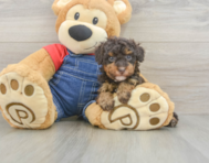 9 week old Poodle Puppy For Sale - Windy City Pups