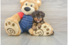 Hypoallergenic Poodle Baby