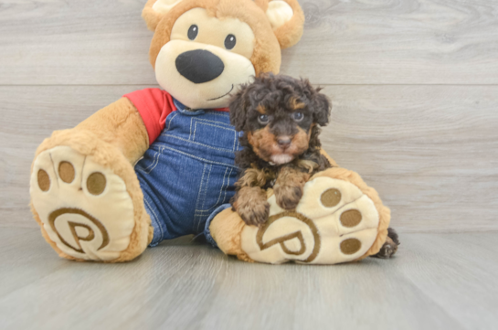 Hypoallergenic Poodle Baby