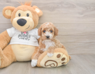 7 week old Poodle Puppy For Sale - Windy City Pups
