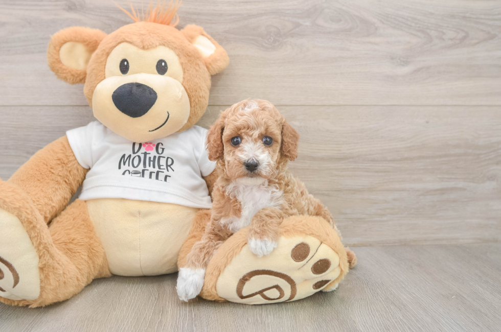 5 week old Poodle Puppy For Sale - Windy City Pups