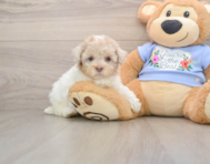 8 week old Poodle Puppy For Sale - Windy City Pups